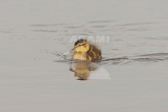 Krakeend Kuiken; Gadwall Young stock-image by Agami/Arie Ouwerkerk,