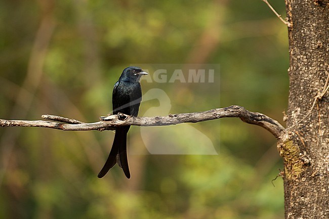 Black Drongo (Dicrurus macrocercus), perched in Pench National Park, India stock-image by Agami/Helge Sorensen,