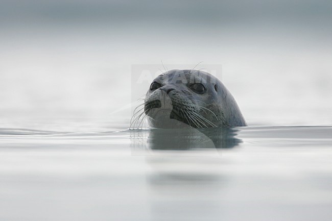 Gewone zeehond met kop zichtbaar; Common Seal with head visible stock-image by Agami/Menno van Duijn,