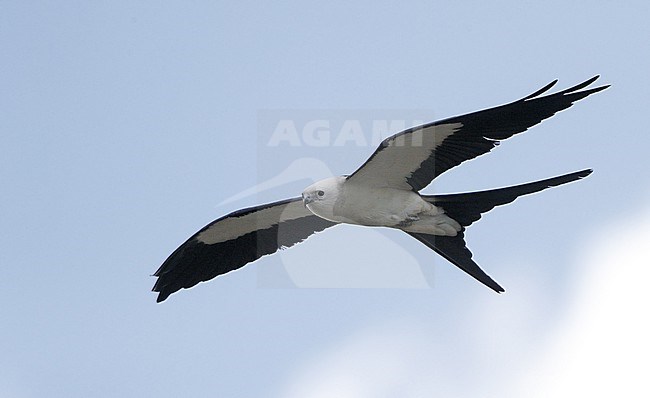 Swallow-tailed Kite (Elanoides forficatus), adult in flight at Everglades NP, Florida, USA stock-image by Agami/Helge Sorensen,