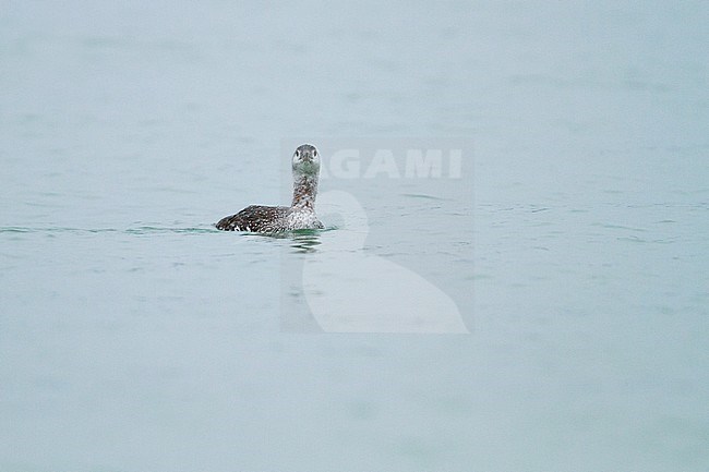 Red-throated Loon - Sterntaucher - Gavia stellata, Germany, adult moulting to winter plumage stock-image by Agami/Ralph Martin,