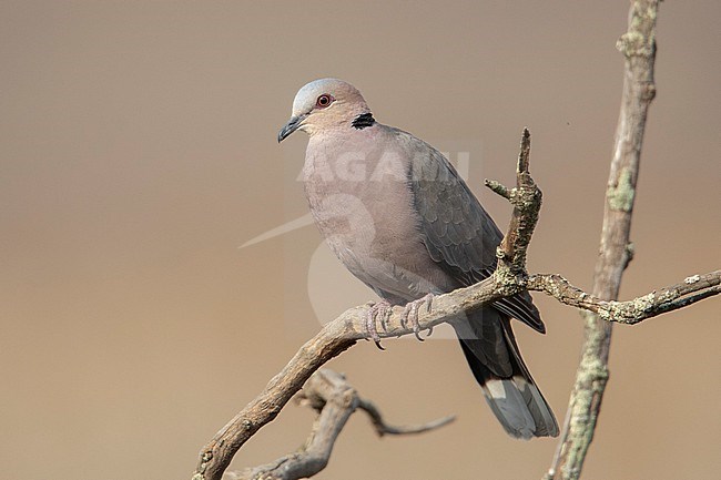 Red-eyed Dove (Streptopelia semitorquata) at Pretoria, South Africa. stock-image by Agami/Tom Friedel,