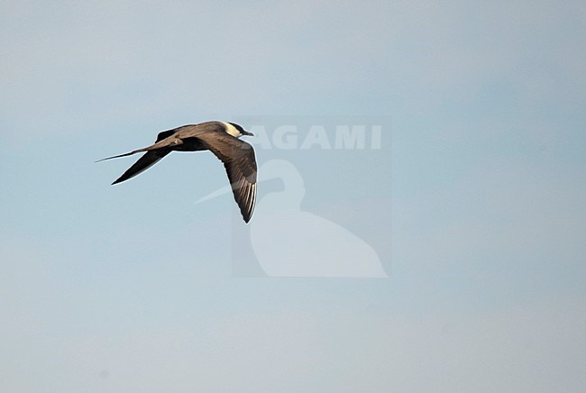 Second-summer Long-tailed Skua (Stercorarius longicaudus) in flight over the Atlantic ocean off northern Spain in early autumn. stock-image by Agami/Dani Lopez-Velasco,