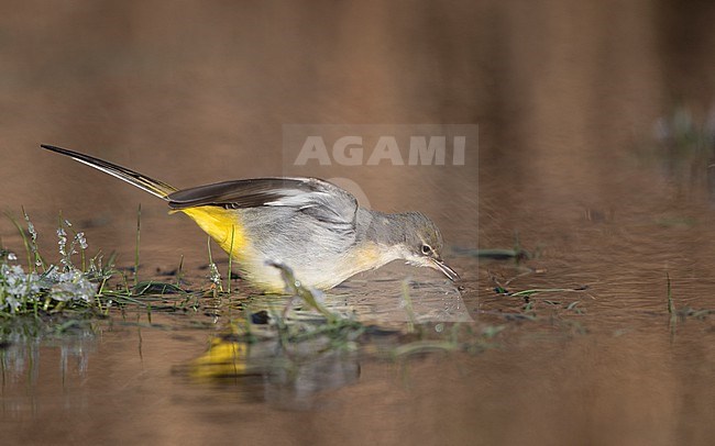 Grey Wagtail (Motacilla cinerea cinerea) a 2cy bird catching an insect in water in a  flooded field in winter setting at Roskilde, Denmark stock-image by Agami/Helge Sorensen,