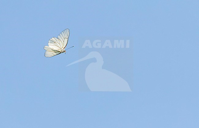 Black-veined White, Aporia crataegi, in Bulgaria. stock-image by Agami/Marc Guyt,