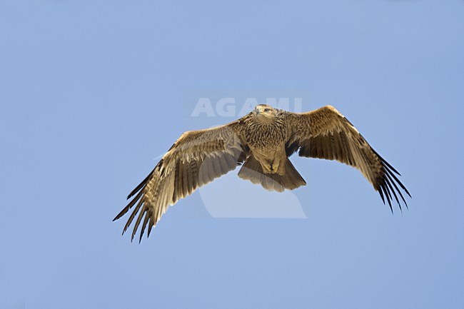 Keizerarend in vlucht; Asian Imperial Eagle in flight stock-image by Agami/Daniele Occhiato,