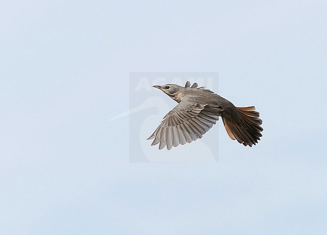 Red-throated Thrush (Turdus ruficollis) during autumn migration in Mongolia. stock-image by Agami/Dani Lopez-Velasco,