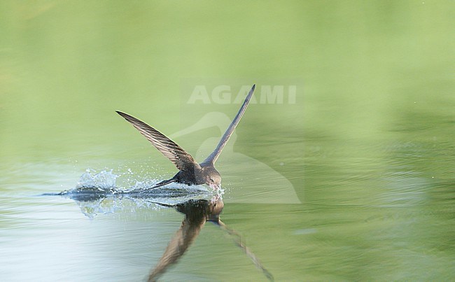 Drinking and foraging adult Common Swift (Apus apus) on a very hot weather summer day, skimming water surface by flying fast and very low with its bill wide open. Surface of the water is very smooth and calm and creating a reflection and mirror image of the bird. touching and splitting the water gives a trail of splashes and droplets stock-image by Agami/Ran Schols,