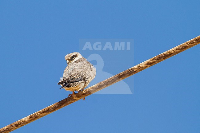 Amur Falcon - Amurfalke - Falco amurensis, Russia, 1st cy stock-image by Agami/Ralph Martin,