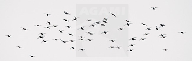 Korhoenders in de vlucht; Black Grouse in flight stock-image by Agami/Markus Varesvuo,