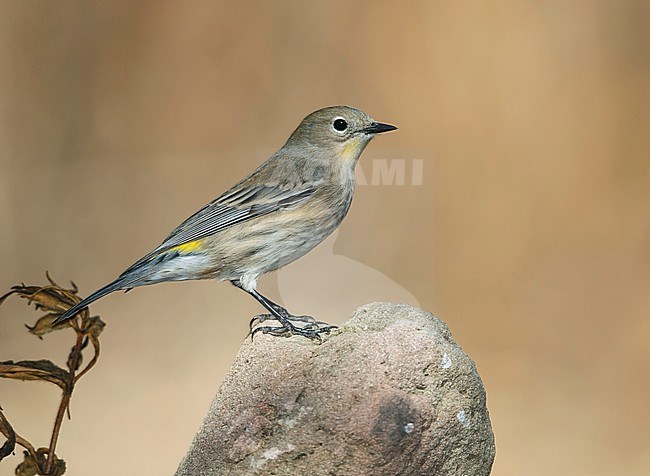 Adult non-breeding
Los Angeles Co., CA
October 2012 stock-image by Agami/Brian E Small,