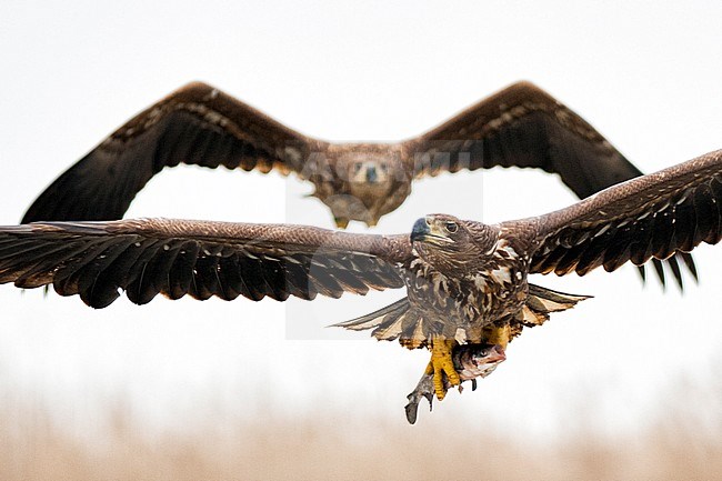 Zeearenden vechtend, White-tailed Eagles fighting stock-image by Agami/Bence Mate,