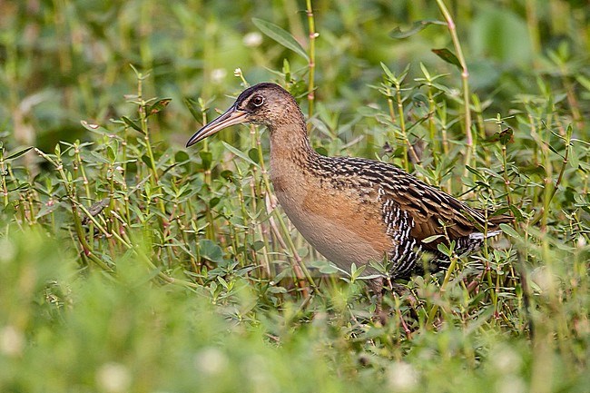 Adult
Brazoria Co., TX
April 2011 stock-image by Agami/Brian E Small,