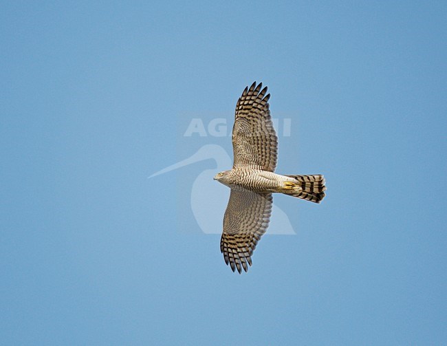 Sperwer vliegend, trekkend tegen een blauwe lucht; Flying, migrating Eurasian Sparrowhawk against a blue sky stock-image by Agami/Ran Schols,