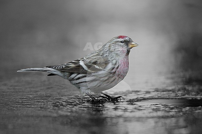 Grote barmsijs drinkend op het ijs; Mealy Redpoll drinking on ice, stock-image by Agami/Walter Soestbergen,