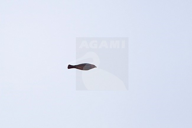 Brown-headed Cowbird (Molothrus ater), male in flight at Cape May, New Jersey, USA stock-image by Agami/Helge Sorensen,