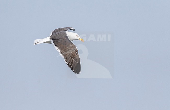 Fourth calender year Lesser Black-backed Gull (Larus fuscus) in the Netherlands. In flight over the North Sea, showing upper wing pattern. stock-image by Agami/Marc Guyt,