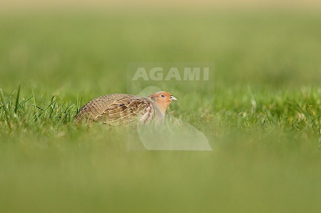 foeragerende Patrijs ; Grey Partridge; stock-image by Agami/Walter Soestbergen,