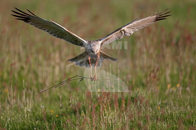 Bruine Kiekendief vliegend met tak; Western Marsh Harrier flying with branch stock-image by Agami/Han Bouwmeester,