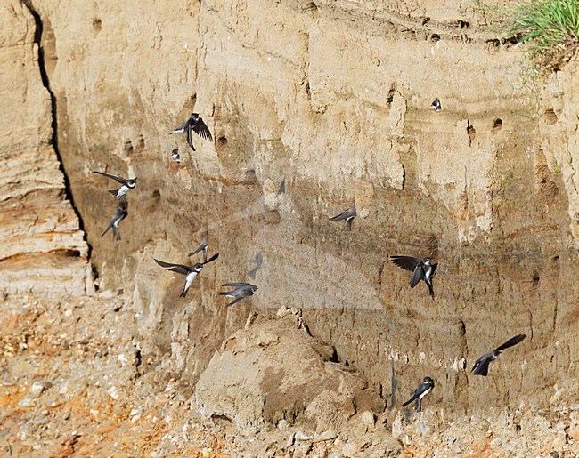 Oeverzwaluwen vliegen voor de nestwand met nestholen in een zanggroeve langs de Maas. Sand Martins flying in front of their nestingholes in a breeding colony. stock-image by Agami/Ran Schols,
