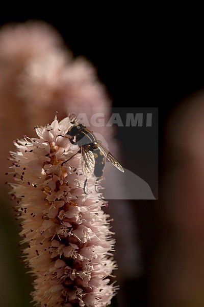 Close-up van bloeiende Duizendknoop, Close up of flowering Fleece Flower stock-image by Agami/Wil Leurs,