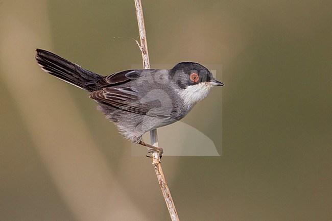 Kleine Zwartkop; Sardinian Warbler; Sylvia melanocephala stock-image by Agami/Daniele Occhiato,