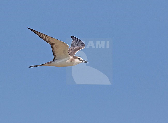 Immature Spectacled tern (Onychoprion lunatus), also known as the grey-backed tern, in French Polynesia. stock-image by Agami/Pete Morris,