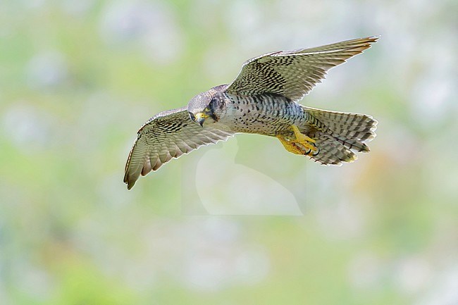 Lanner Falcon (Falco biarmicus feldeggi), adult in flight stock-image by Agami/Saverio Gatto,