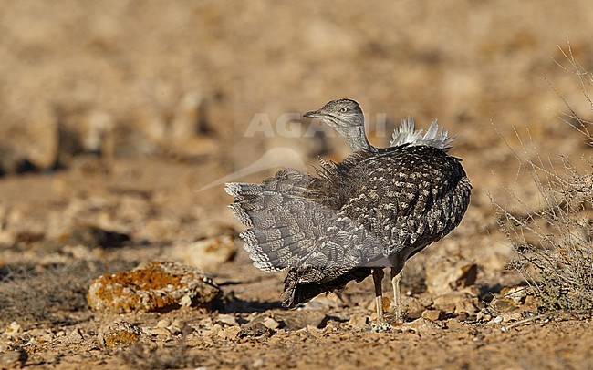 Houbara Bustard (Chlamydotis undulata fuertaventurae) at Tindaya Plains, Fuerteventura, Canary Islands stock-image by Agami/Helge Sorensen,