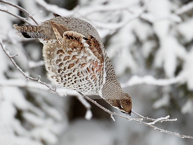 Hazel Grouse ( Bonasia bonasia)Kuusamo Finland February 2011 stock-image by Agami/Markus Varesvuo,