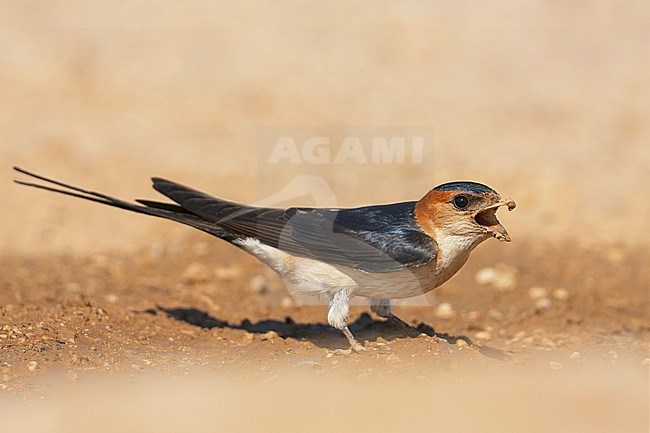 Western Red-rumped Swallow, Roodstuitzwaluw, Cecopris daurica ssp. rufula, Croatia, adult stock-image by Agami/Ralph Martin,