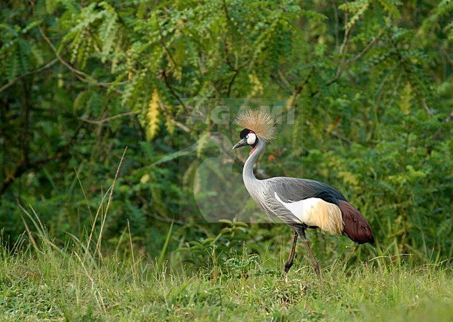 Grijze Kroonkraanvogel, Grey Crowned-Crane stock-image by Agami/Roy de Haas,