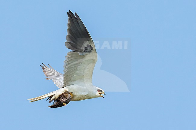 Adult with Sora
Galveston Co., TX
May 2023 stock-image by Agami/Brian E Small,