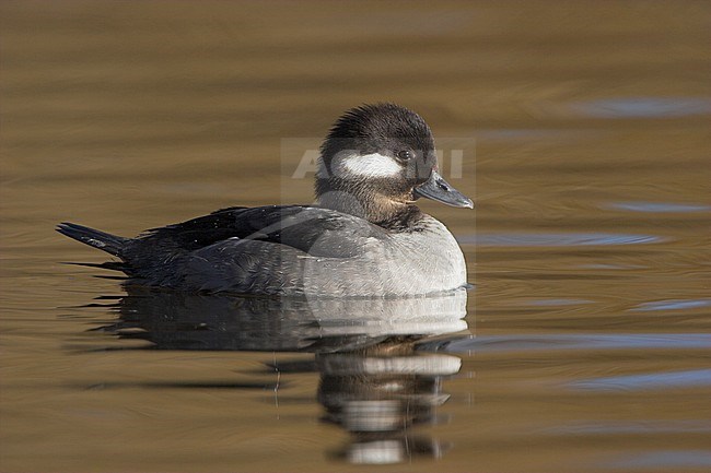 Bufflehead  (Bucephala albeola)  swimming in Victoria, BC, Canada. stock-image by Agami/Glenn Bartley,