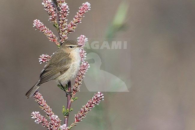 Mountain Chiffchaff (Phylloscopus sindianus ssp. sindianus) adult perched on a branch with blossom stock-image by Agami/Ralph Martin,