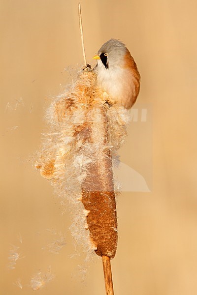 Baardman man in de sneeuw; bearded tit male in the snow; stock-image by Agami/Walter Soestbergen,