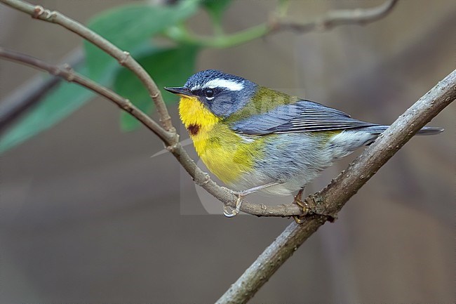 Crescent-chested Warbler (Oreothlypis superciliosa) perched on a branch in a rainforest in Guatemala. stock-image by Agami/Dubi Shapiro,