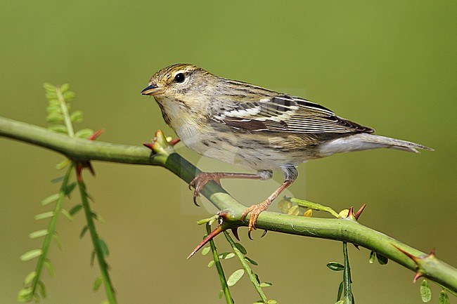 Adult female breeding
Galveston Co., TX
April 2011 stock-image by Agami/Brian E Small,