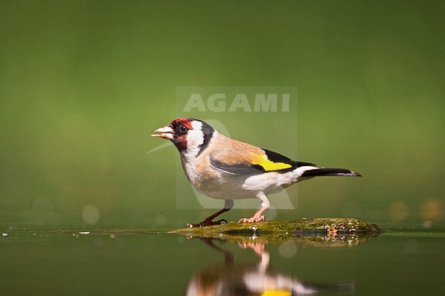 Putter bij drinkplaats; European Goldfinch at drinking site stock-image by Agami/Marc Guyt,