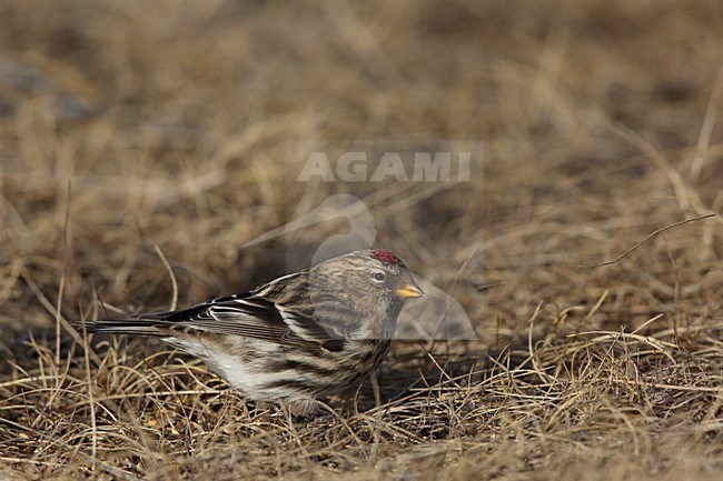 Greenland Mealy Redpoll (Acanthis flammea rostrata) foraging on the ground in Greenland. stock-image by Agami/Chris van Rijswijk,