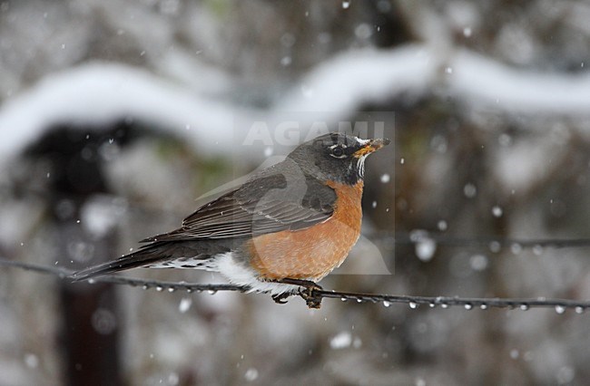 Roodborstlijster zittend op een draad; American Robin perched on a wire stock-image by Agami/Hugh Harrop,