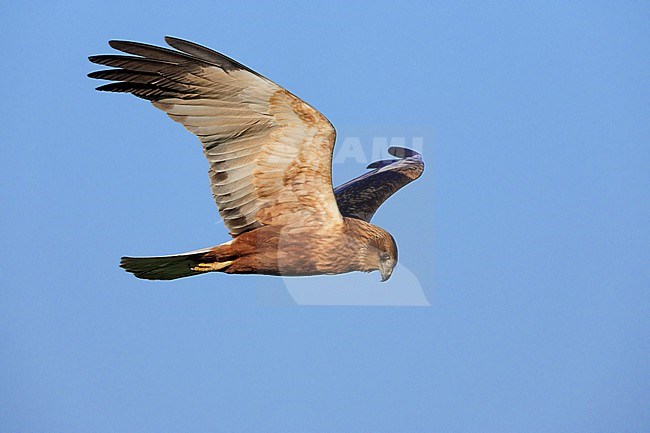 Marsh Harrier (Circus aeruginosus), side view of an adult male in flight, Campania, Italy stock-image by Agami/Saverio Gatto,