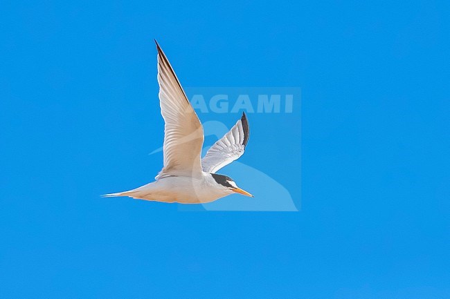 Adult Little Tern (Sternula albifrons albifrons) flying over Titchwell RSPB, Norfolk, United Kingdom. stock-image by Agami/Vincent Legrand,