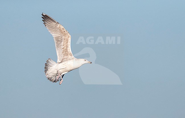 Second calender year Great Black-backed Gull (Larus marinus) in IJmuiden, Netherlands. In flight, seen from below. stock-image by Agami/Marc Guyt,