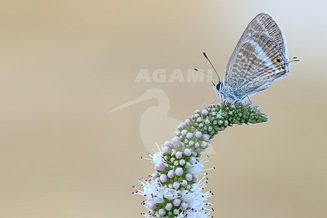 A close-up of a Long-tailed Blue butterfly foraging on round-leaved mint flowers. stock-image by Agami/Wil Leurs,