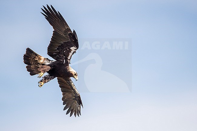 Adult Spanish Imperial Eagle (Aquila adalberti) in flight near Cordoba in Spain. Seen from below, starting to land. stock-image by Agami/Oscar Díez,