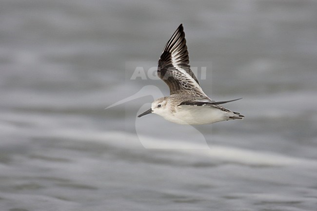 Drieteenstrandloper in de vlucht; Sanderling in flight stock-image by Agami/Arie Ouwerkerk,