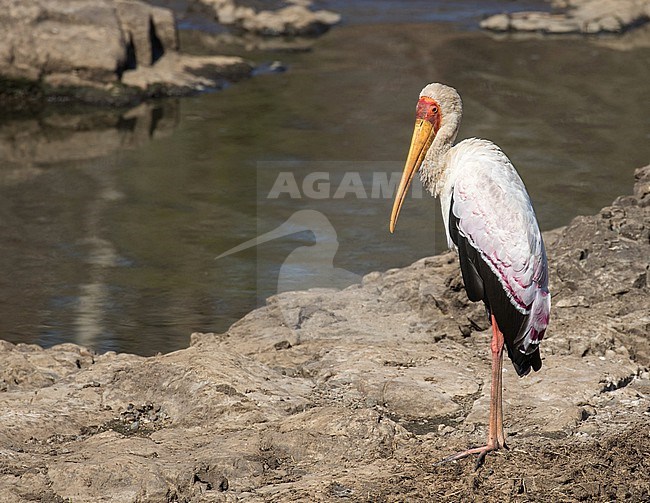 Adult Yellow-billed Stork, Mycteria ibis, in South Africa. stock-image by Agami/Pete Morris,
