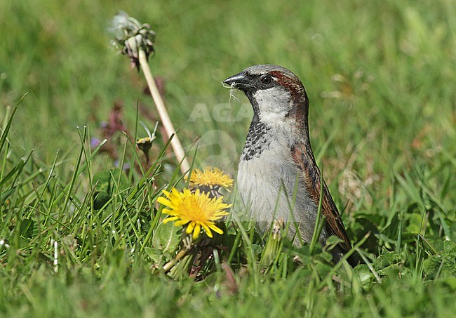 Male House Sparrow, eating dandelion seeds stock-image by Agami/Renate Visscher,