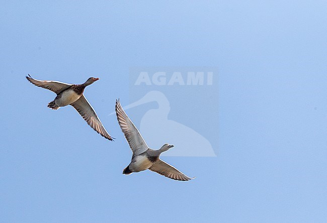 Pair of Gadwalls (Mareca strepera) in flight along the Black Sea coast of Bulgaria. stock-image by Agami/Marc Guyt,